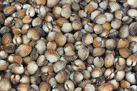 fresh cockles backgroundの写真素材