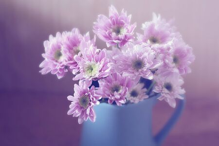 Chrysanthemum in blue vase and blurred background, purple toneの写真素材
