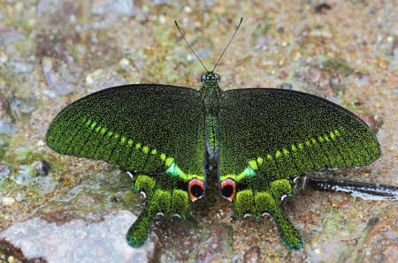 Butterflies in the tropics found in Thailand, asiaの写真素材