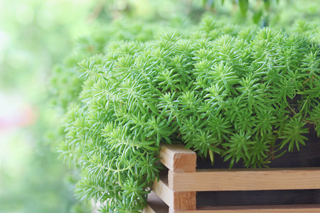 succulent of sedum in flowerpot and blurred backgroundの写真素材