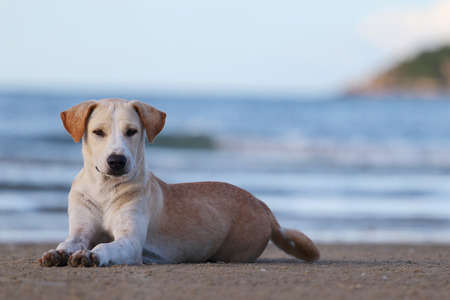Dog sitting at the beach and look at cameraの写真素材