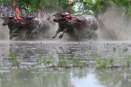 Chon Buri, Thailand - July 19, 2015: Buffalo tradition as reflected in Chonburi province is one of the unique traditions of the province of chon buri, which was held for more than 100 years.のeditorial素材