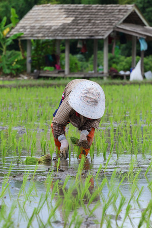 Transplant rice seedlings in northern Thailandの写真素材
