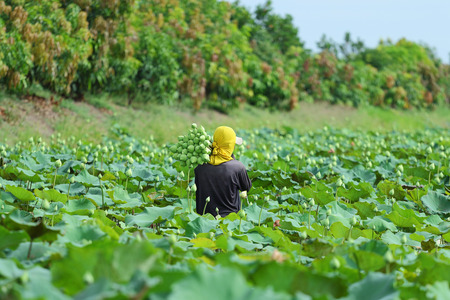 Farmers are harvesting the lotus in the field, Nakhon Pathom,Thailand.の写真素材