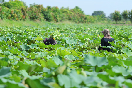 Farmers are harvesting the lotus in the field, Nakhon Pathom,Thailand.の写真素材