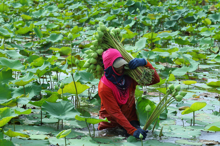 Nakhon Pathom,Thailand - August 24, 2015: Farmers are harvesting the lotus in the field preparation for distribution. A lotus for worship A symbol of purity and goodness in Buddhism.のeditorial素材