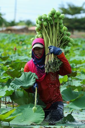 Nakhon Pathom,Thailand - August 24, 2015: Farmers are harvesting the lotus in the field preparation for distribution. A lotus for worship A symbol of purity and goodness in Buddhism.のeditorial素材