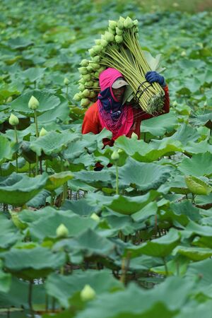 Nakhon Pathom,Thailand - August 24, 2015: Farmers are harvesting the lotus in the field preparation for distribution. A lotus for worship A symbol of purity and goodness in Buddhism.のeditorial素材