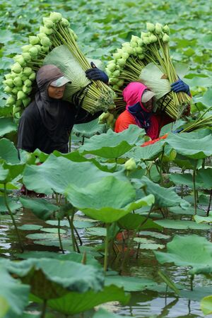 Nakhon Pathom,Thailand - August 24, 2015: Farmers are harvesting the lotus in the field preparation for distribution. A lotus for worship A symbol of purity and goodness in Buddhism.のeditorial素材