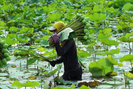 Nakhon Pathom,Thailand - August 24, 2015: Farmers are harvesting the lotus in the field preparation for distribution. A lotus for worship A symbol of purity and goodness in Buddhism.のeditorial素材