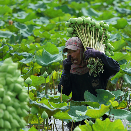 Nakhon Pathom,Thailand - August 24, 2015: Farmers are harvesting the lotus in the field preparation for distribution. A lotus for worship A symbol of purity and goodness in Buddhism.のeditorial素材