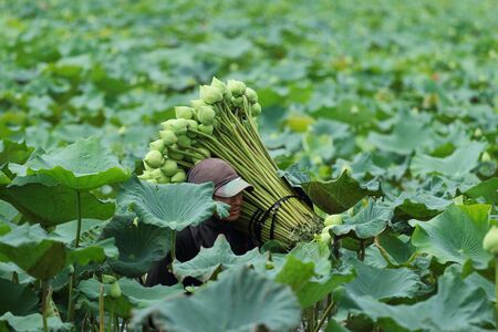 Nakhon Pathom,Thailand - August 24, 2015: Farmers are harvesting the lotus in the field preparation for distribution. A lotus for worship A symbol of purity and goodness in Buddhism.のeditorial素材