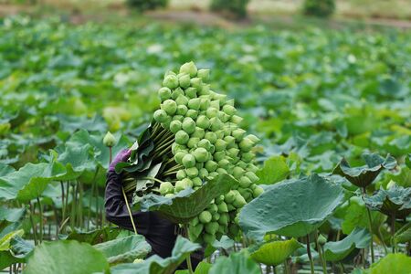 Farmers are harvesting the lotus in the field preparation for distribution, Nakhon Pathom,Thailand. A lotus for worship A symbol of purity and goodness in Buddhism.の写真素材