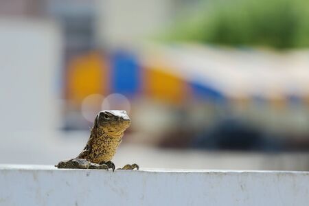 Varanus salvator or water monitor and blurred backgroundの写真素材
