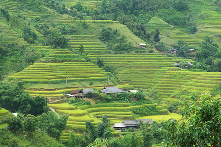 Rice terraces in Hagiang, Vietnamの写真素材
