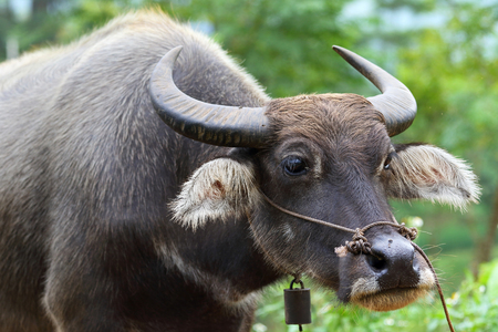 Buffalo in vietnamの写真素材
