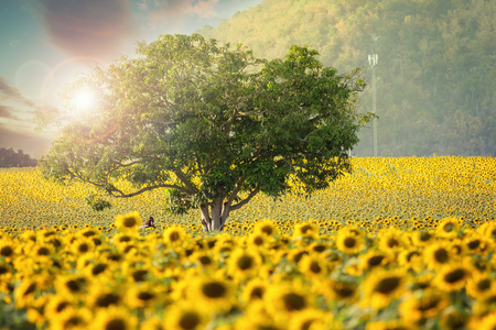 Beautiful Sunflowers field at sunsetの写真素材
