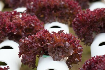 Red coral hydroponics in vegetable garden