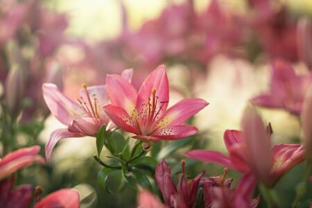 Pink Lilly in the gardenの写真素材