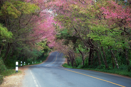 Road and Wild Himalayan Cherry beautiful nature of Thailandの写真素材