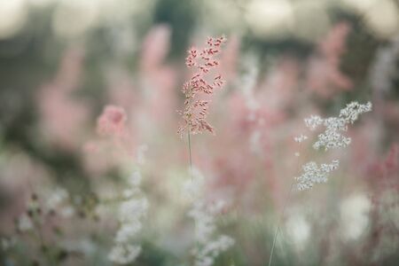 Flowering grass and blurred background, Grass flower