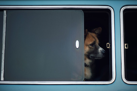 A dog is lonely at the window.の写真素材