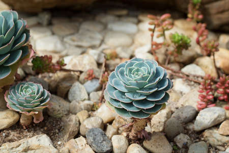 Succulent plant in gardening, closeup