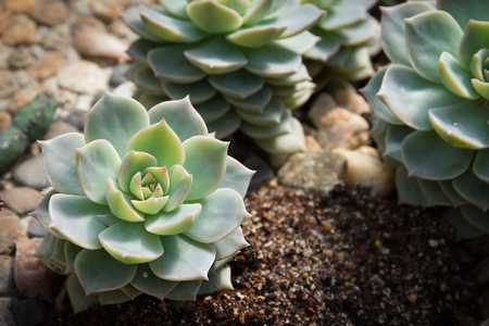 Succulent plant in gardening, closeupの写真素材