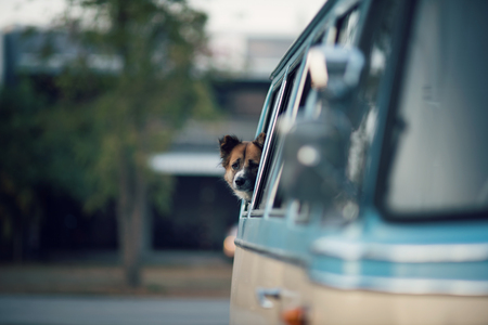 Golden Retriever is lonely at the window, vintage toneの写真素材