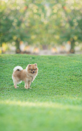 Portrait of Pomeranian in the parkの写真素材