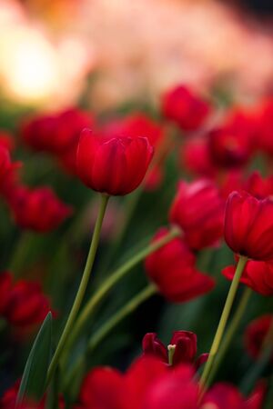 Tulip in the gardening, red toneの写真素材