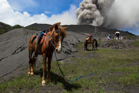 Horse and Mount Bromo is an active volcano and part of the Tengger massif, in East Java, Indonesia.の写真素材
