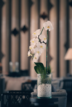 Ornamental plants, White orchid flowerpot, vintage toneの写真素材