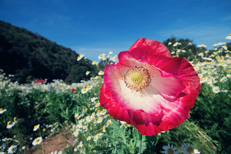 Red Poppy in gardening and blue sky backgroundの写真素材