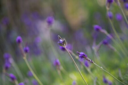 lavender flower and blurred background