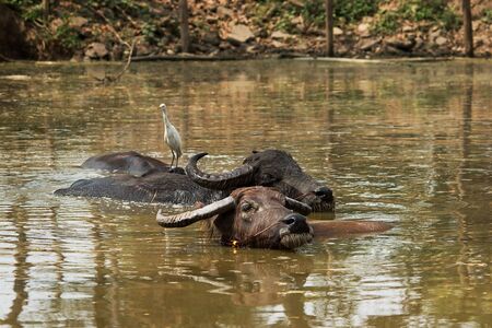 Thai water buffalos in a swampの写真素材