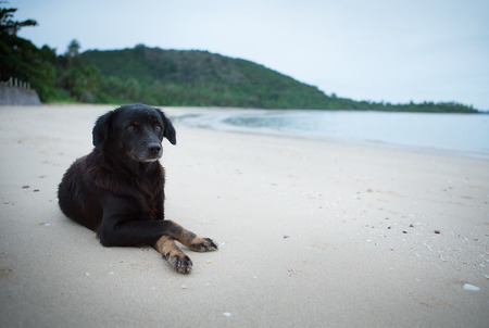 black dog on the beach in the mood lonelyの写真素材