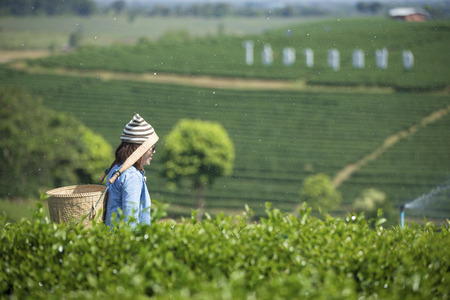 Traveler carrying a basket on a tea plantation.の写真素材