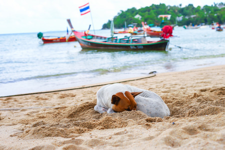 a dog asleep on the beachの写真素材
