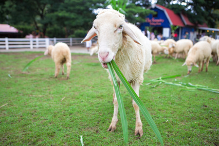 Feeding,Sheep chewing grass in farmの写真素材