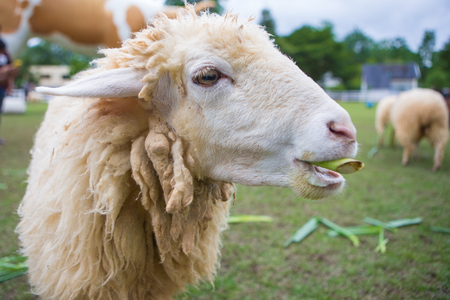 Feeding,Sheep chewing grass in farmの写真素材