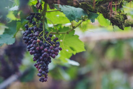 Grapes in vineyard, closeupの写真素材