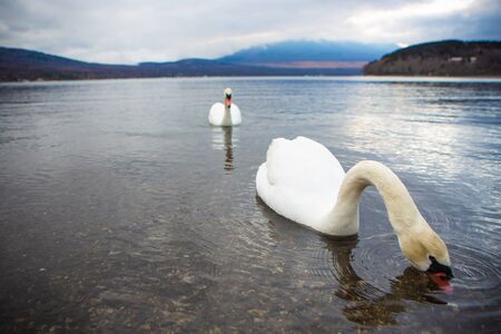 Two white swans swimming on the lakeの写真素材