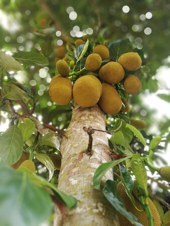 jackfruit beans a lot of jackfruitのeditorial素材