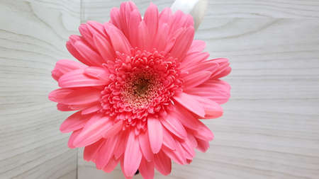 flower bloomingの写真素材