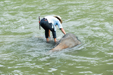 asia elephant taking a bath in river of northern thailandのeditorial素材