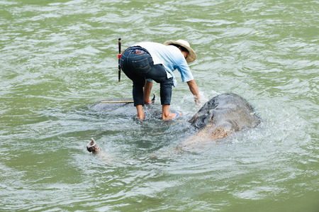 asia elephant taking a bath in river of northern thailandのeditorial素材
