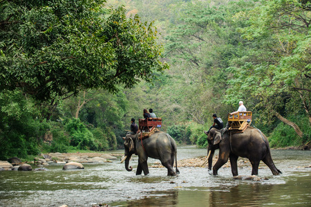 Elephant trekking through jungle in northern Thailandのeditorial素材