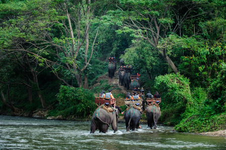 Elephant trekking through jungle in northern Thailandのeditorial素材