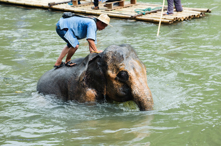 asia elephant taking a bath in river of northern thailandのeditorial素材